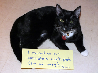 Illustration for article titled Cat-Shaming